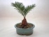 Sago Palm Bonsai.jpg